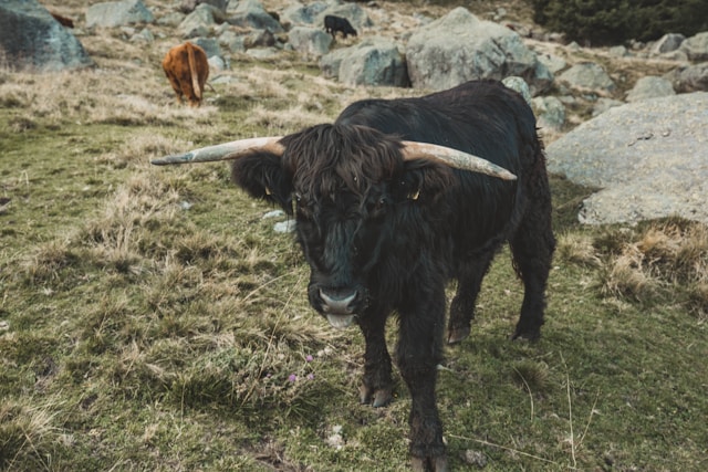 A Nomad's Lesson in Governance: My Days at the Yak Herder's Camp